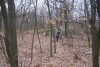 Kolja az erdőben
